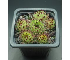 Sempervivum LITTLE