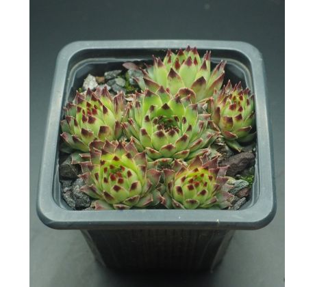 Sempervivum LITTLE