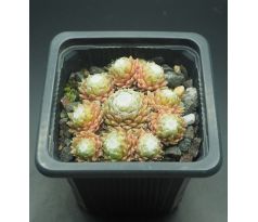 Sempervivum LORE