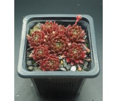 Sempervivum LUSTROUS