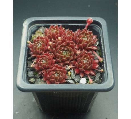 Sempervivum LUSTROUS