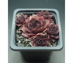 Sempervivum SCHWARZE ROSE