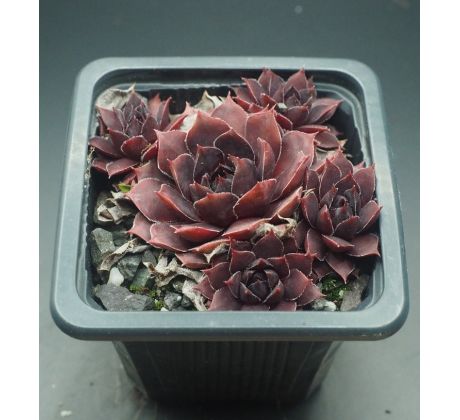 Sempervivum SCHWARZE ROSE