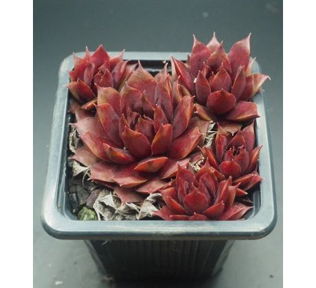 Sempervivum MANFRED MERZ