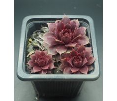 Sempervivum MANHATTAN