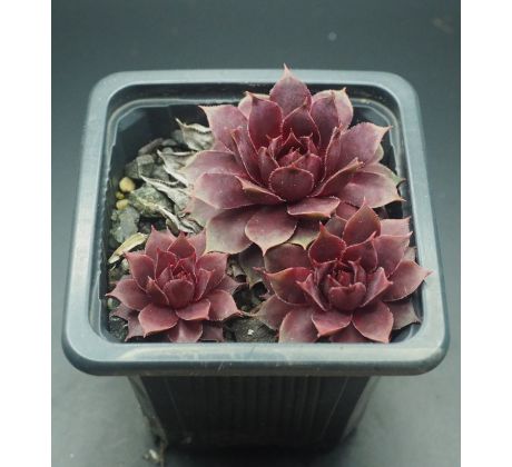 Sempervivum MANHATTAN