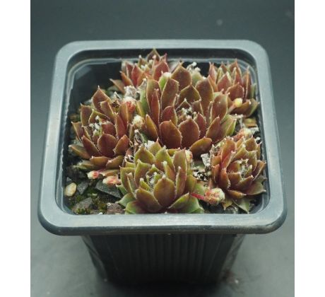 Sempervivum AUGUST CREME