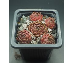 Sempervivum MEELAH