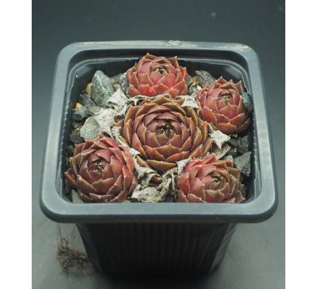 Sempervivum MEELAH