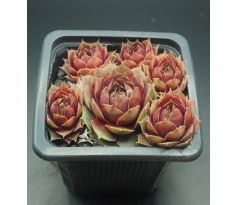 Sempervivum MICKEY MOUSE II