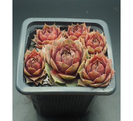 Sempervivum MICKEY MOUSE II