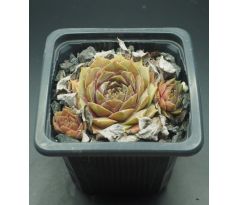 Sempervivum MINT FROSTING