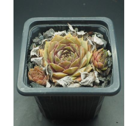 Sempervivum MINT FROSTING