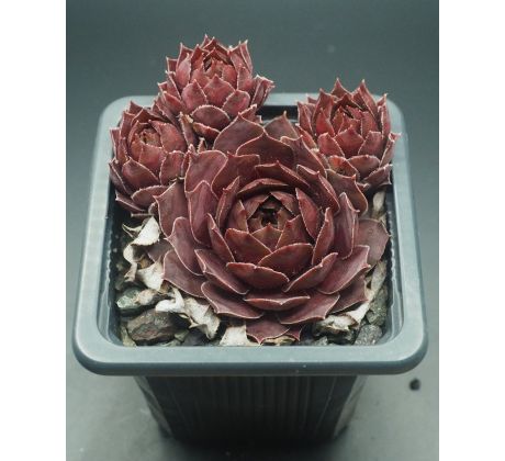 Sempervivum MOTHER OF MANY