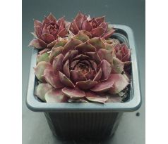 Sempervivum FERNANDINA