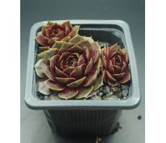 Sempervivum NAPOLEON