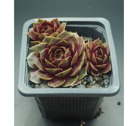 Sempervivum NAPOLEON