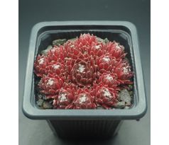 Sempervivum SCHNICKSCHNACK