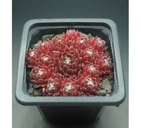 Sempervivum SCHNICKSCHNACK