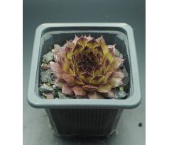 Sempervivum OLIVINE