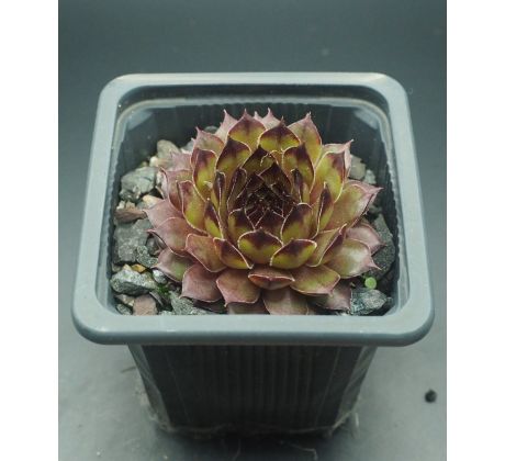 Sempervivum OLIVINE