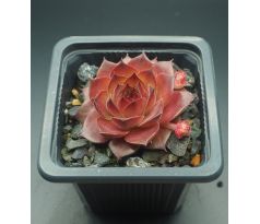 Sempervivum ONE HUNDRED