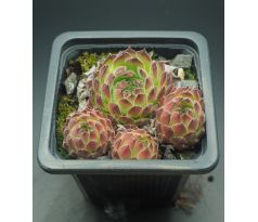 Sempervivum PALETA