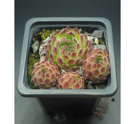 Sempervivum PALETA