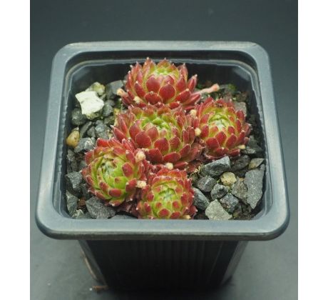 Sempervivum PHOEBE