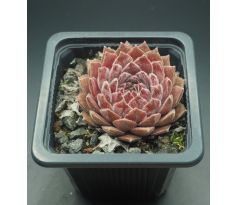 Sempervivum PICCINO