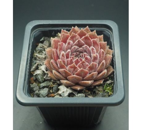 Sempervivum PICCINO