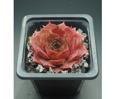 Sempervivum PINK MONIQUE