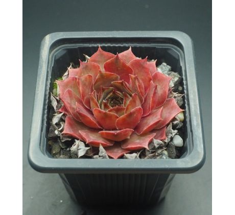 Sempervivum PINK MONIQUE