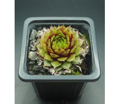 Sempervivum PIPIFAX