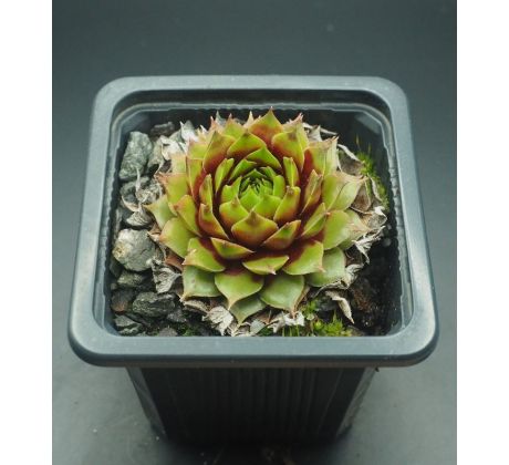 Sempervivum PIPIFAX