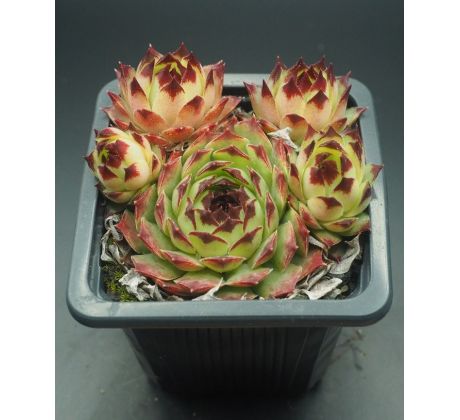 Sempervivum PRECIOUS PLATINUM