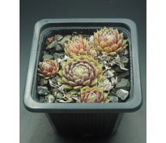 Sempervivum PROSECCO