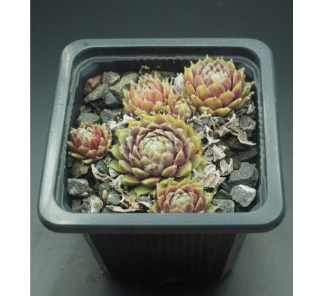 Sempervivum PROSECCO