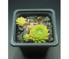 Sempervivum QUATSCH