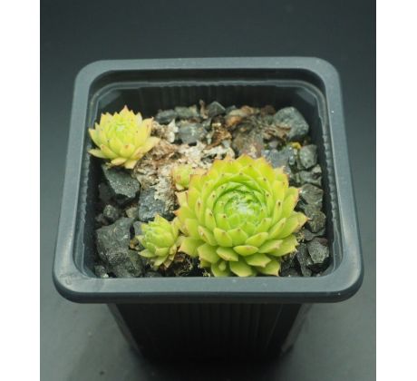 Sempervivum QUATSCH