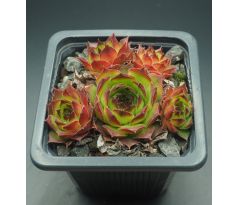 Sempervivum QUBLAH