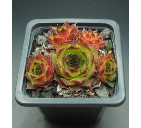 Sempervivum QUBLAH