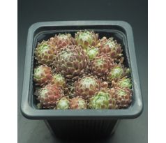 Sempervivum QUEEN CHARLOTTE