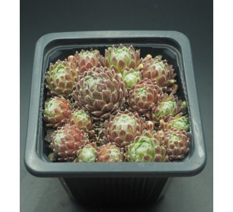 Sempervivum QUEEN CHARLOTTE