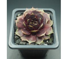 Sempervivum RAVEN HEART