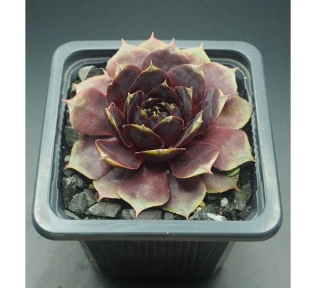 Sempervivum RAVEN HEART