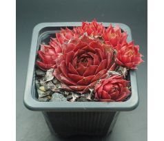 Sempervivum RECTONII