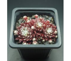 Sempervivum PACIFIC OPAL