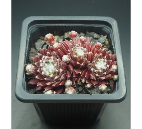 Sempervivum PACIFIC OPAL