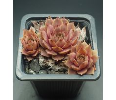 Sempervivum ROSÉ ROSA